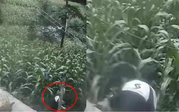 Lao vào ruộng ngô và biến mất khỏi camera, bé trai được tìm thấy sau 6 ngày trong hoàn cảnh khó tin