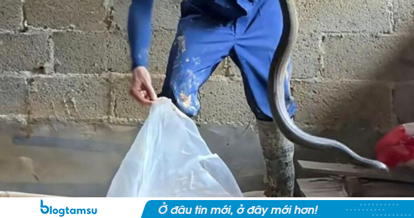 Hàng trăm con rắn độc thoát khỏi trang trại sau lũ lụt, tràn hết vào khuôn viên trường tiểu học