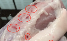 Không ngờ 4 loại thịt đáng lẽ phải BỊ CẤM từ lâu vẫn được nhiều người vẫn ăn