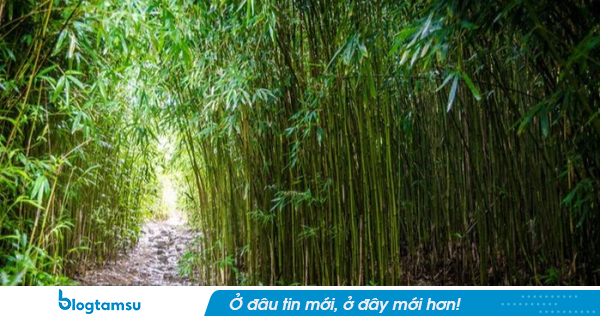 Tại sao Hoa Kỳ cấm trồng tre? Sau khi đọc bài viết này, tôi nhận ra rằng tre còn khủng khiếp hơn chúng ta nghĩ