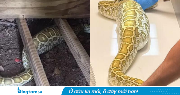 Chụp X-quang con trăn dài 2,4m, phát hiện cảnh tượng 