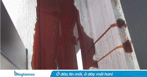 Tường nhà liên tục chảy ra chất lỏng nâu, chuyên gia lần theo rồi phát hiện thứ bên trong 