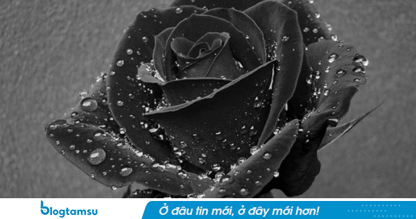 Hàng nghìn người dân xuống đường tiễn đưa nữ ca sĩ Bonnie Tyler về nơi an nghỉ cuối cùng