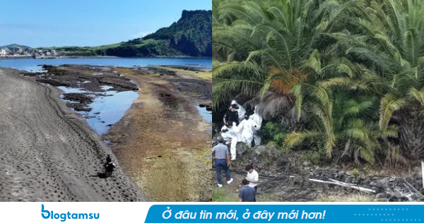 Hai vụ mất tích ở Jeju cùng liên quan một cảnh sát: Thi thể nghi của một nữ du khách được tìm thấy chỉ cách nơi ở khoảng 10 phút đi bộ