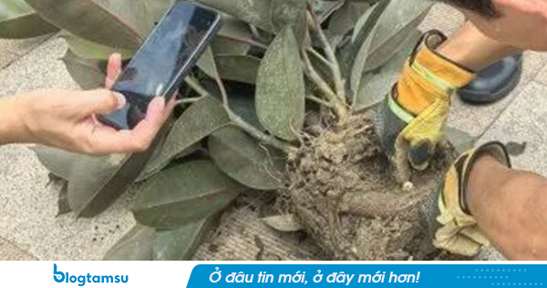 Mua chậu cây cảnh giá hơn 200.000 đồng trên mạng, 18 ngày sau người phụ nữ chứng kiến cảnh tượng 