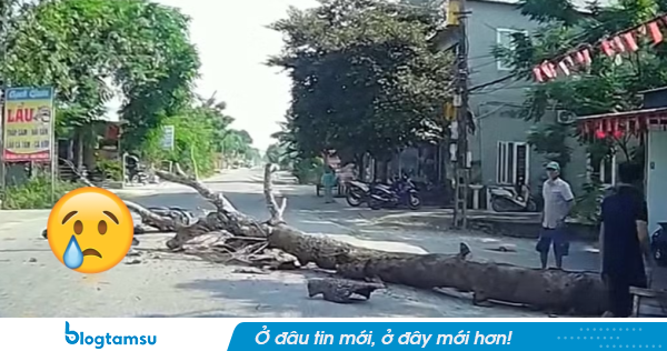 Vụ người đàn ông tử vong vì cây đè trúng: Công an triệu tập chủ nhà