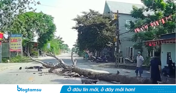 Công an triệu tập người cắt cây làm chết người