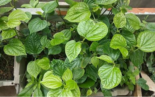 Lời khuyên quan trọng đến tất cả những gia đình đang trồng cây lá lốt