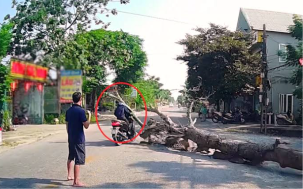 TIN BUỒN cho thợ mộc cưa cây khiến người đàn ông đi xe máy tử vong giữa đường