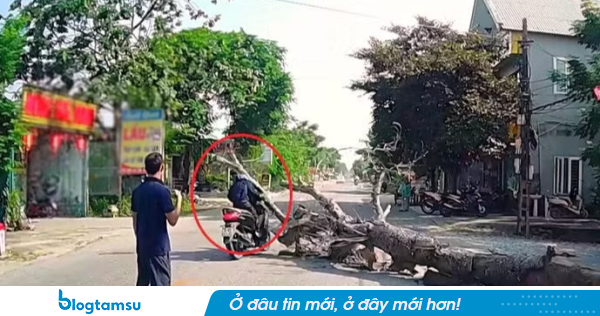 Vụ cây đổ đè chết người đi đường: Chủ nhà trần tình vụ việc, hứa sẽ bồi thường