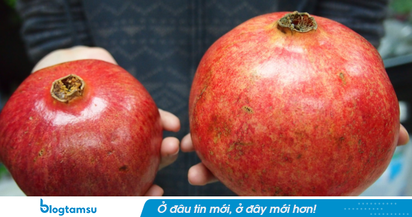 Lựu 'khổng lồ' Trung Quốc gắn mác hàng Thái, Đà Lạt