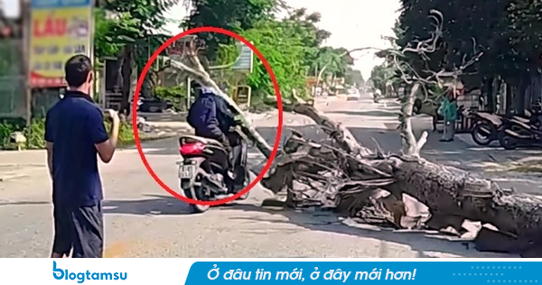Vụ cưa cây làm người đi xe máy tử vong ở Thanh Hóa: Gia đình nạn nhân lên tiếng