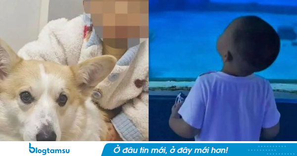 Thương tâm: Bố dắt chó đi dạo, bé trai 2 tuổi ở nhà một mình gặp tai nạn tử vong