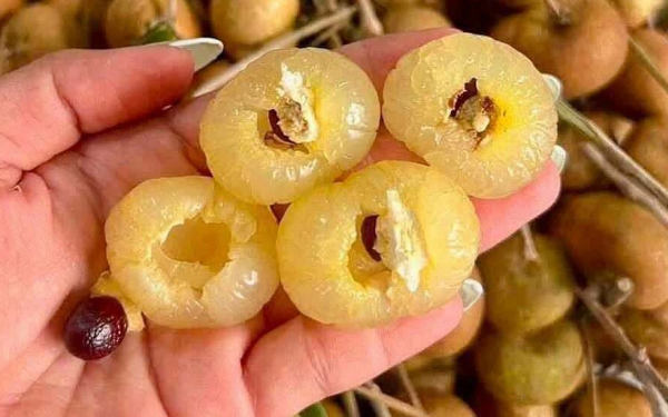 Nhãn bắp cải từ 200.000 đồng một kg còn vài chục nghìn