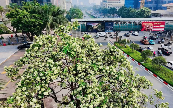 Hà Nội tính thay thế dần những nơi trồng hoa sữa quá dày
