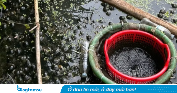 Ốc sắp thu hoạch 'chết trắng', chủ nuôi bàng hoàng phát hiện túi chất lỏng bốc mùi hắc
