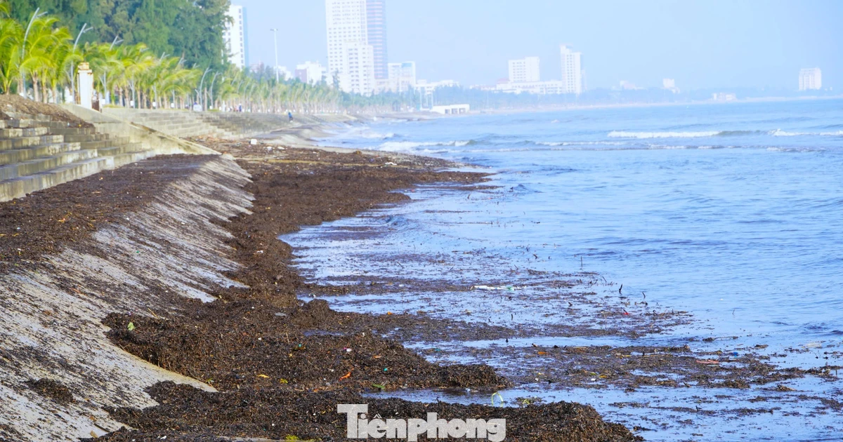 Cảnh tượng lạ ở biển Cửa Lò